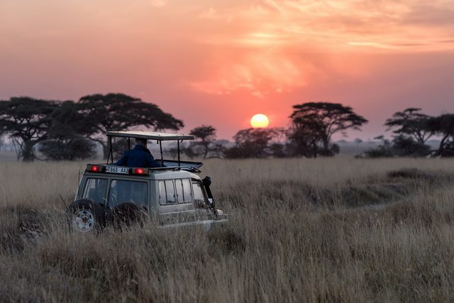 The Great Safari