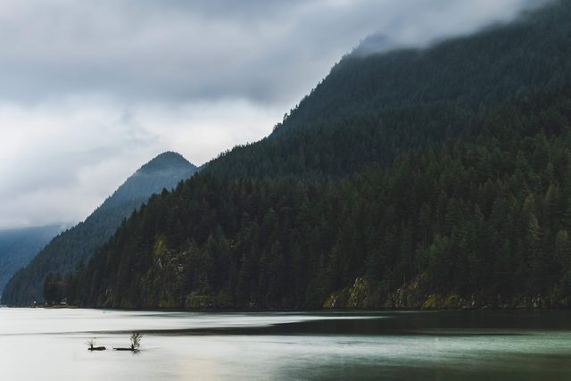 The white bear of the Great Bear Rainforest