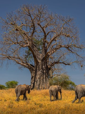 Safaris en África