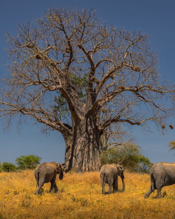African Safaris