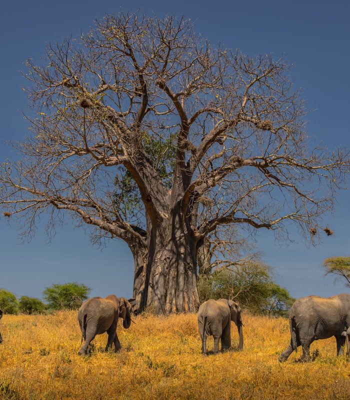 Safaris en África — África Subsahariana