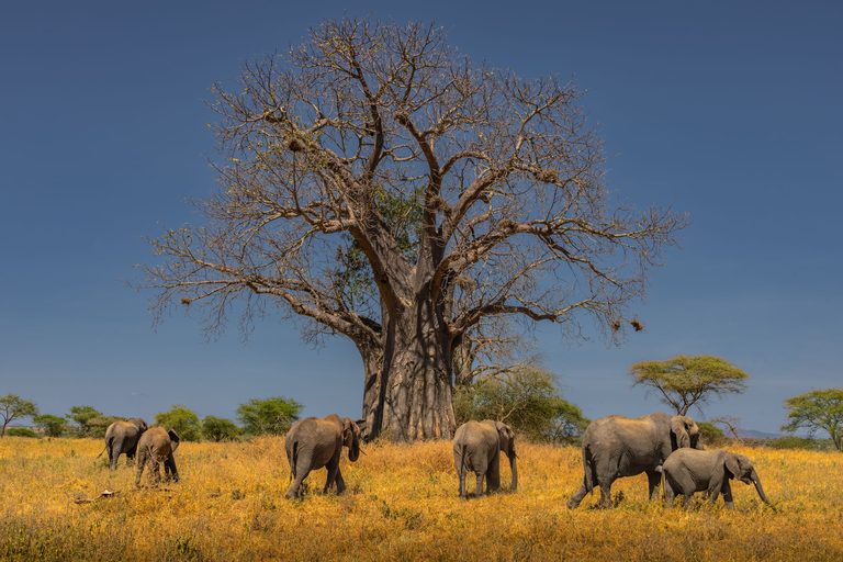 Safaris — luxury travel by Forest Travel
