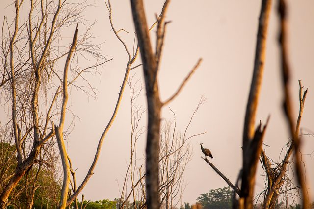 Dry forest walk with a private naturalist