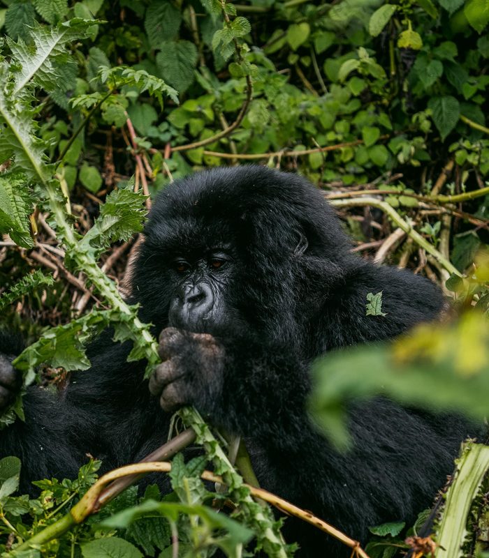 Rwanda — Volcanoes & the Virunga