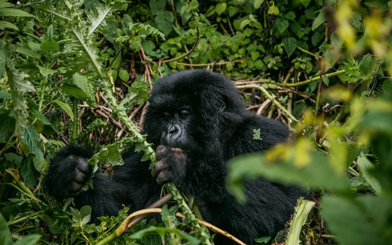 Ruanda — luxury travel by Forest Travel