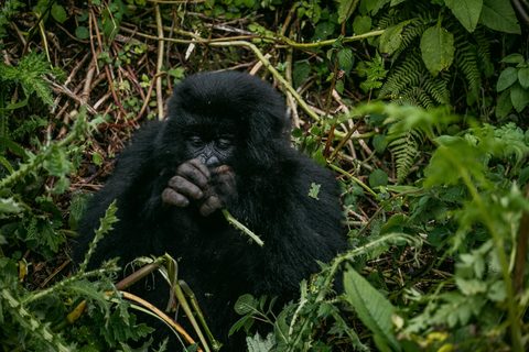 Do Safaris Happen in Forests? Gorilla Trekking in Rwanda and Uganda