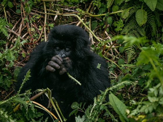 Do Safaris Happen in Forests? Gorilla Trekking in Rwanda and Uganda