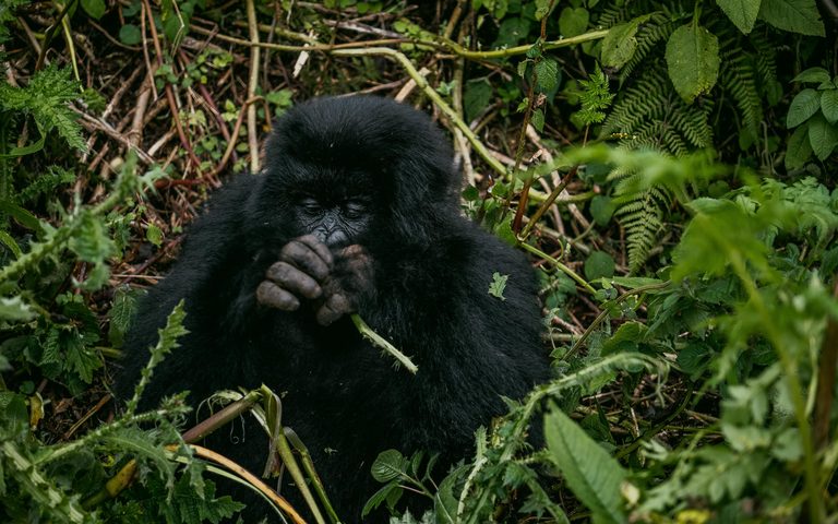 ¿Los safaris ocurren en bosques? Gorilas en Ruanda y Uganda