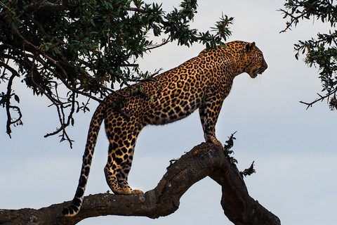 How Much Does a Luxury Safari Cost? Per Person, Per Night, and Per Trip