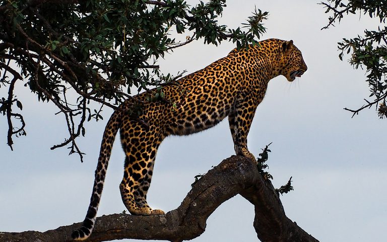 How Much Does a Luxury Safari Cost? Per Person, Per Night, and Per Trip