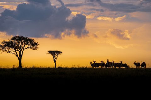 Which Country Has the Best Luxury Safari? Kenya, Tanzania, Botswana, South Africa and Rwanda Compared