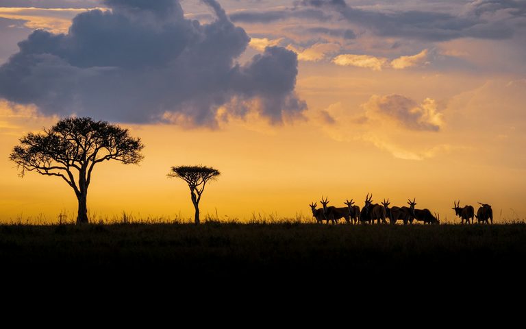 Which Country Has the Best Luxury Safari? Kenya, Tanzania, Botswana, South Africa and Rwanda Compared