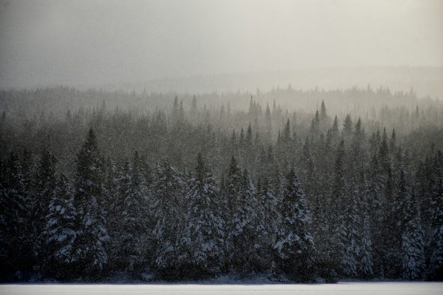 Nine hundred bears waiting for the ice