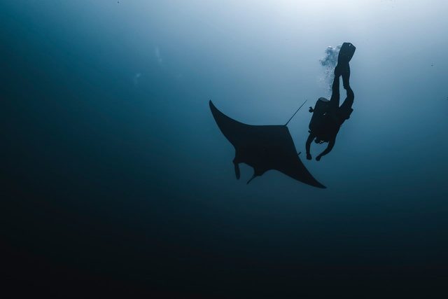 Mantas frente a Kona, de noche