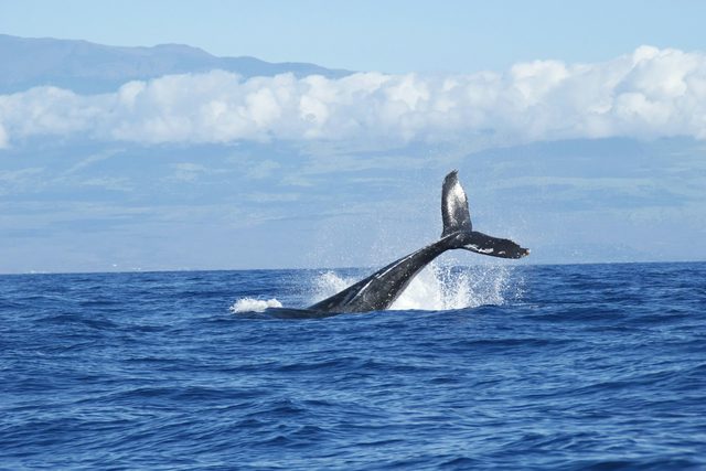 Ballenas jorobadas en bote privado desde Uvita