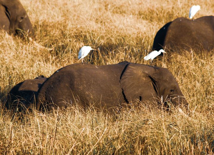Gorongosa y las islas
