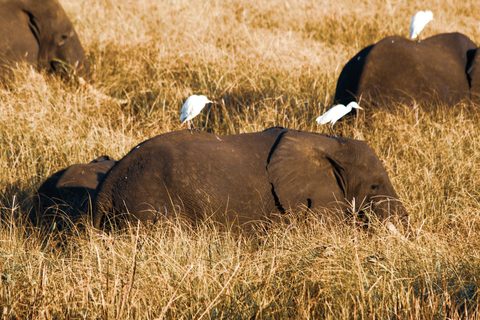 Gorongosa & the Islands