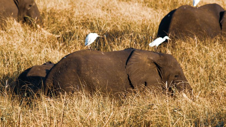 Gorongosa elephants Mozambique