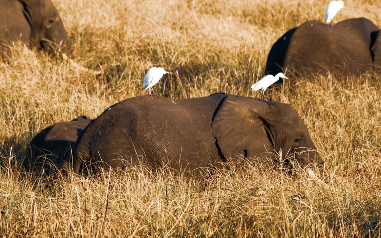 Gorongosa & the Islands