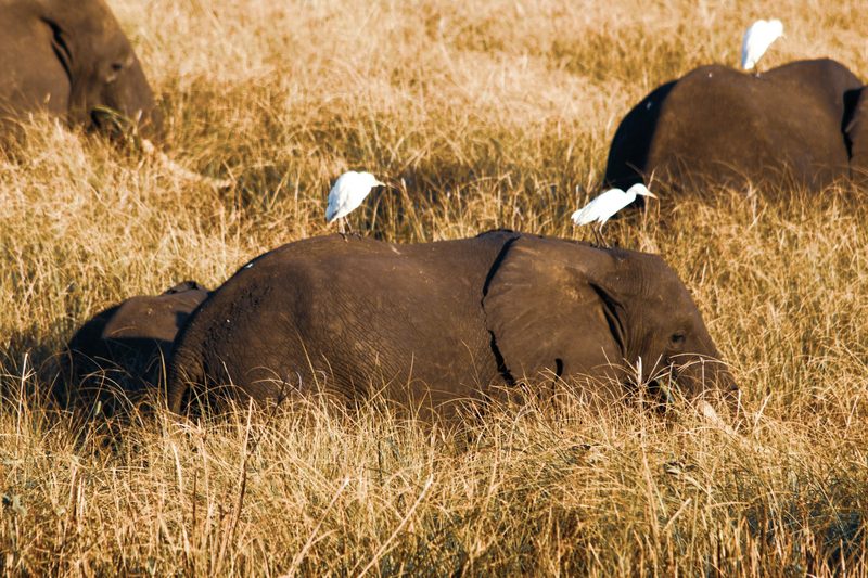 Gorongosa & the Islands — Mozambique