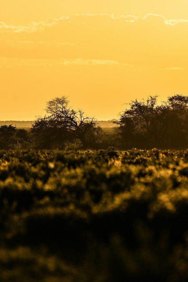 Safari & Wildlife