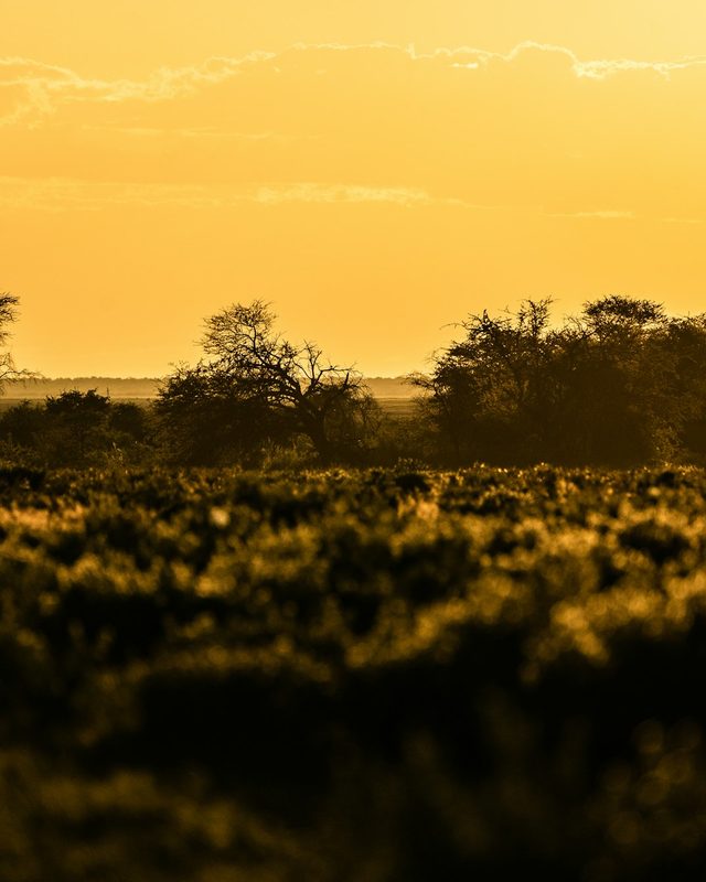 Safari y vida salvaje