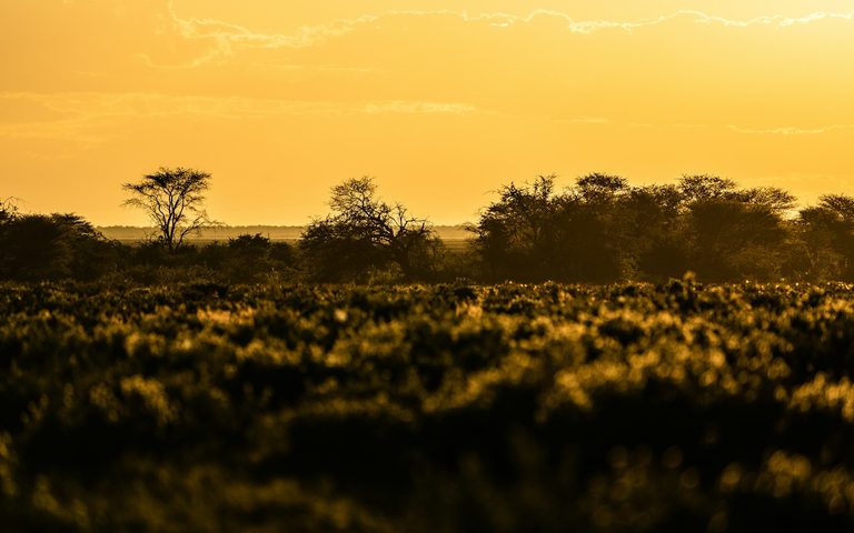 Safari & Wildlife — luxury travel by Forest Travel