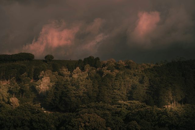 Un amanecer en el bosque nuboso con guía naturalista