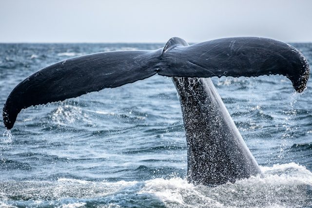 Humpbacks at their February peak