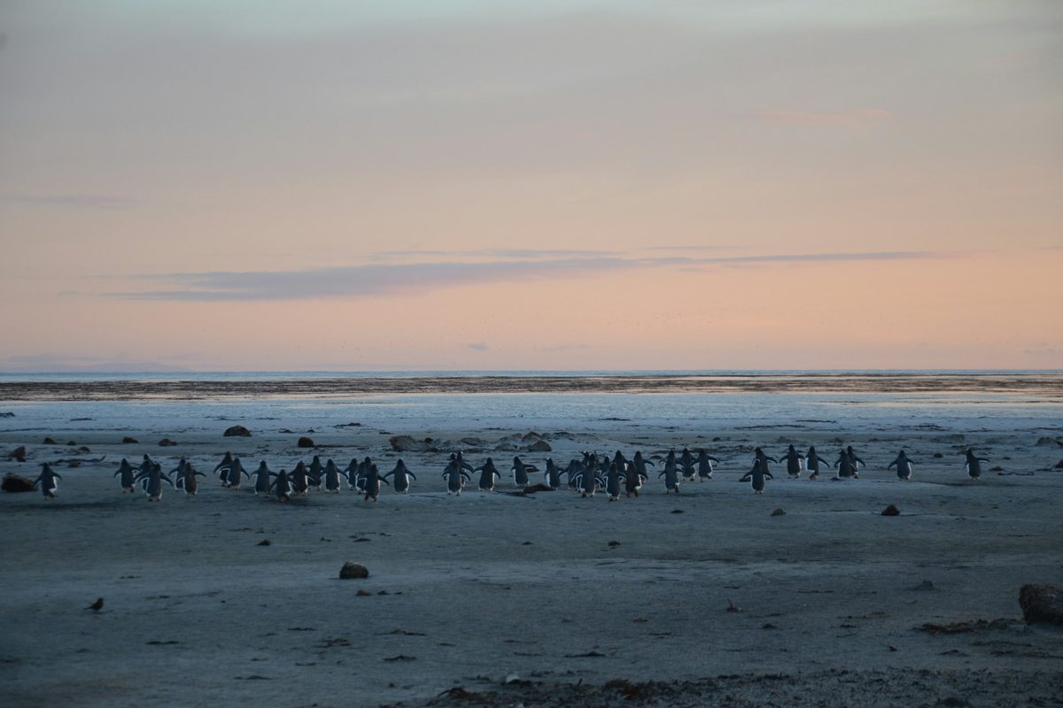 A Hundred Thousand Penguins
