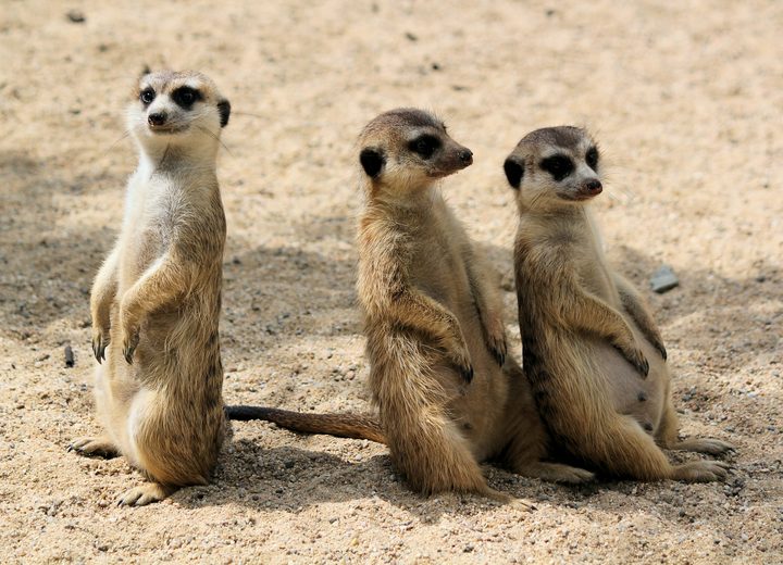 A Botswana Family Safari