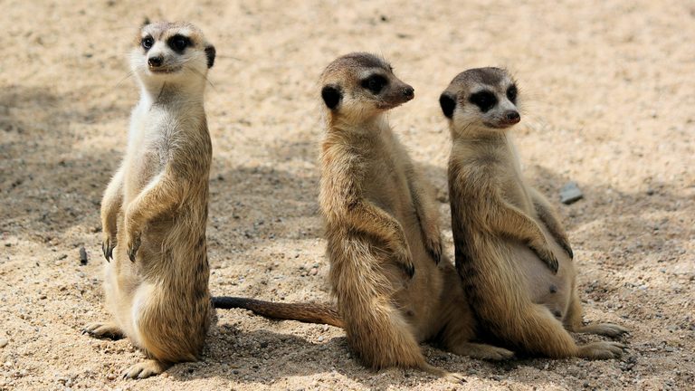 Botswana family safari meerkats