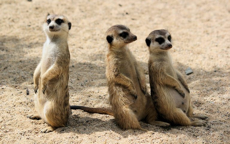 Un safari en familia en Botsuana