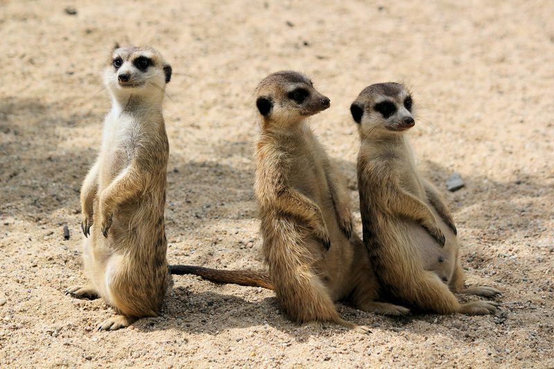 Un safari en familia en Botsuana — Botswana
