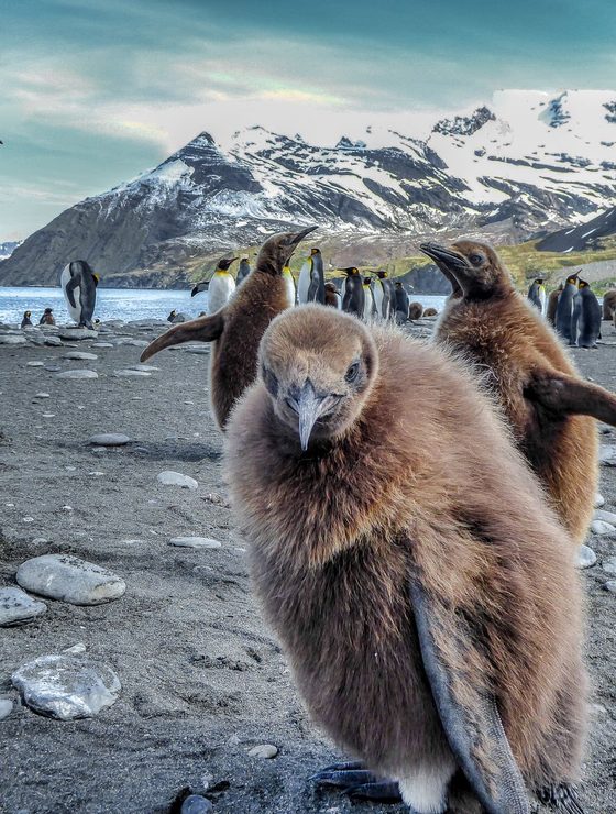 South Georgia