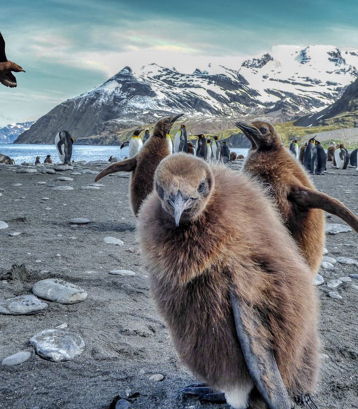 South Georgia — The Sub-Antarctic