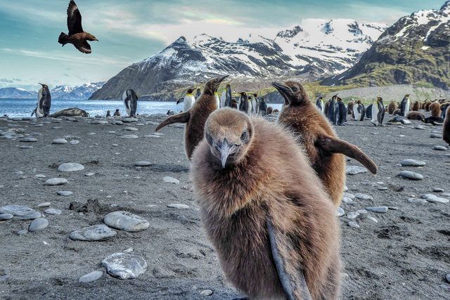 La Playa de Pingüinos Rey