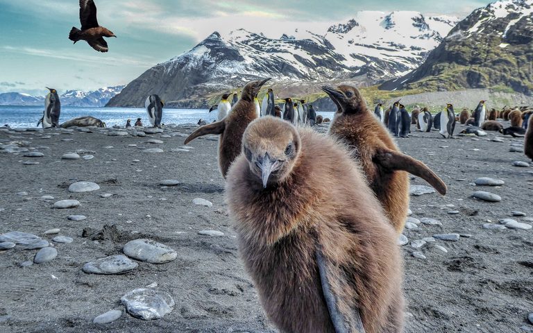South Georgia — luxury travel by Forest Travel