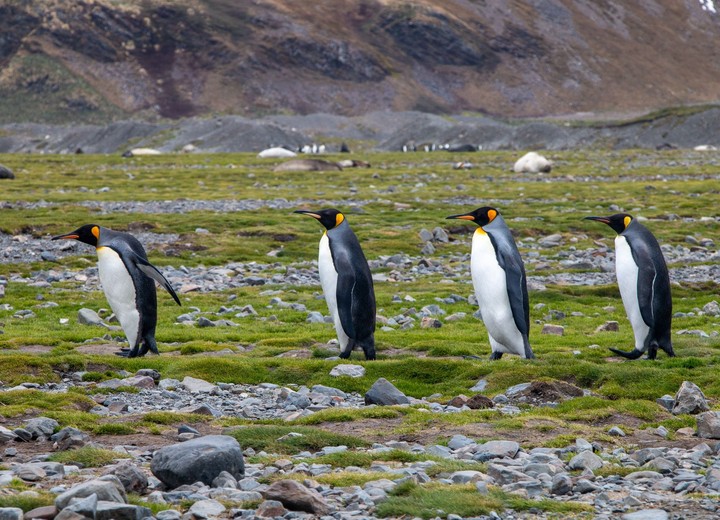 The Wildlife Expedition