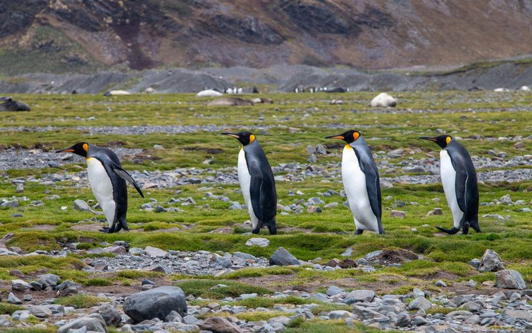 The Wildlife Expedition