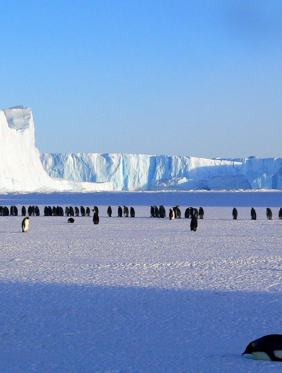 The Weddell Sea & Emperors