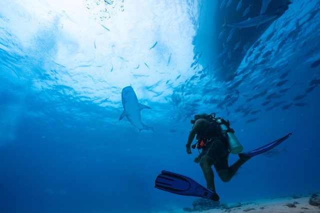 Buceo en los Canales del Sur