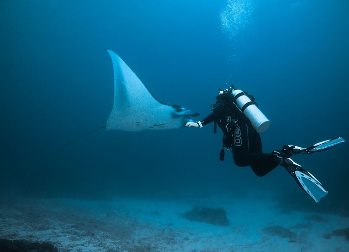 The Pelagic Diver