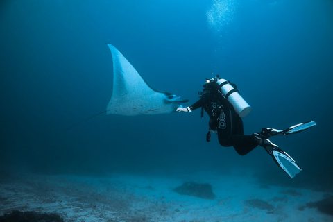 The Pelagic Diver