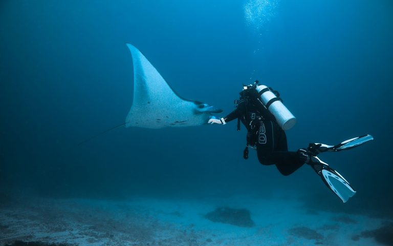 The Pelagic Diver