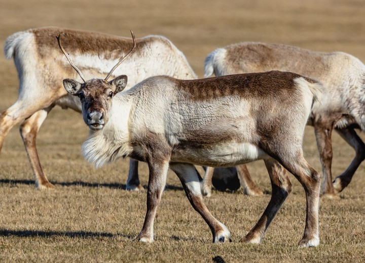 Tundra Wildlife Safari