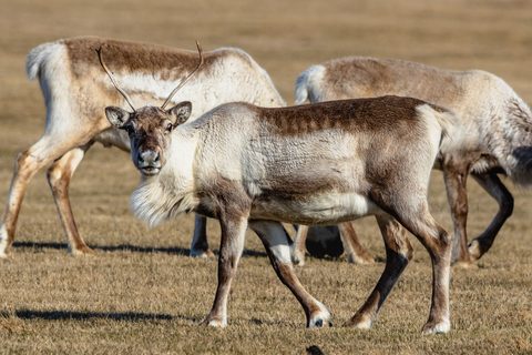 Tundra Wildlife Safari