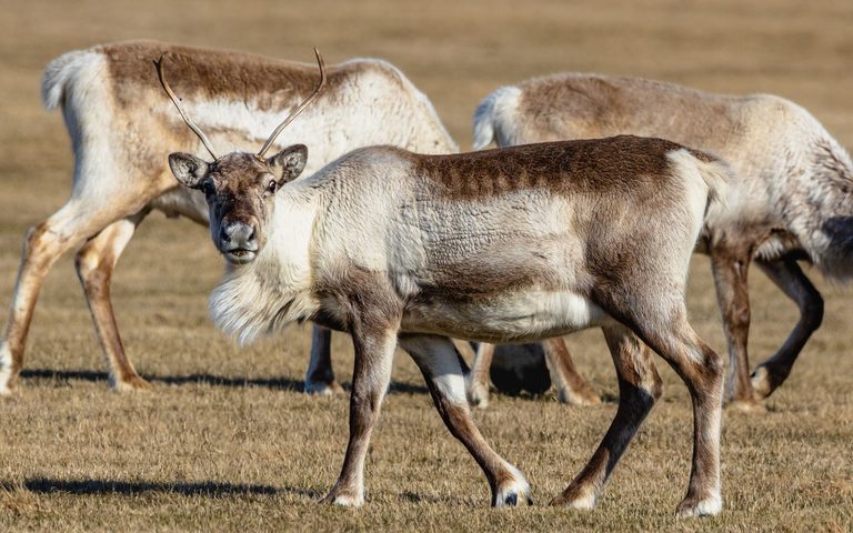 Tundra Wildlife Safari