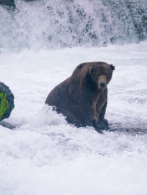 Katmai & Bear Country