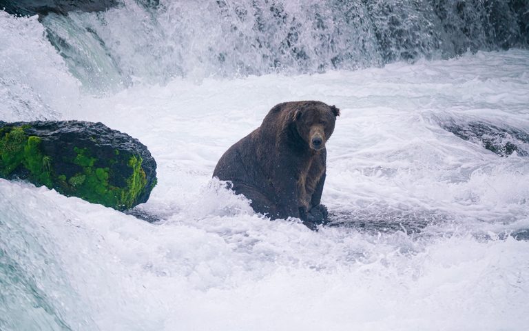Katmai & Bear Country — luxury travel by Forest Travel